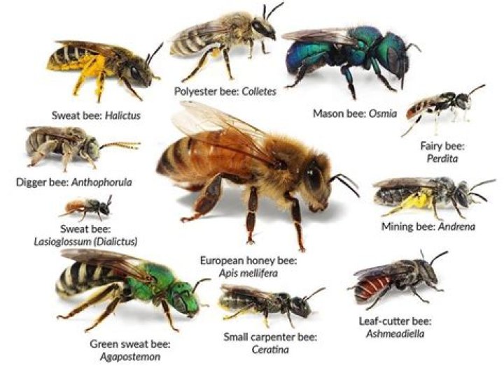 What colors are bees not attracted to?
