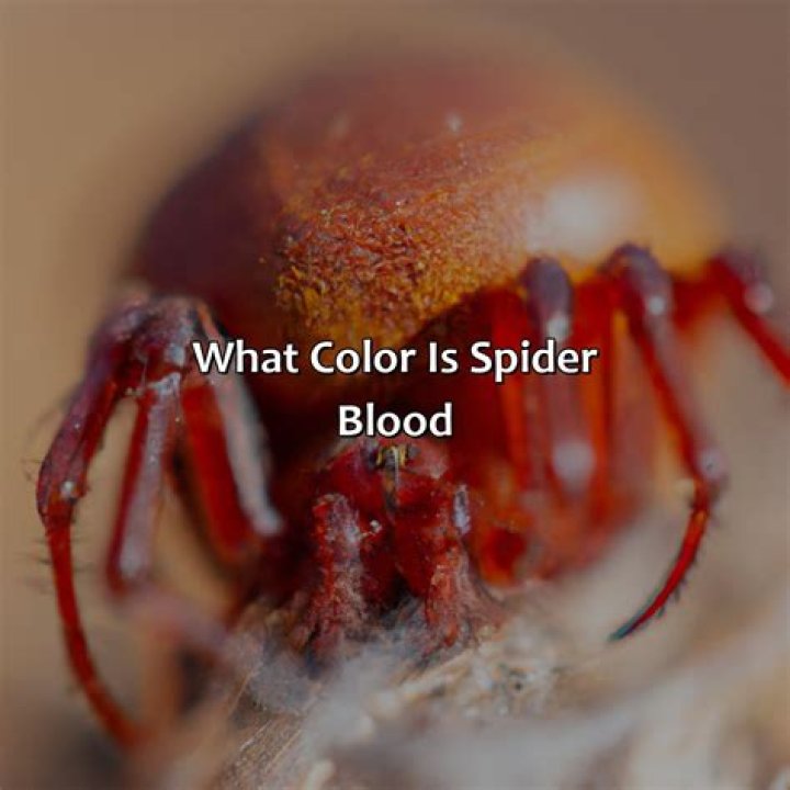 What Colour is cows blood?