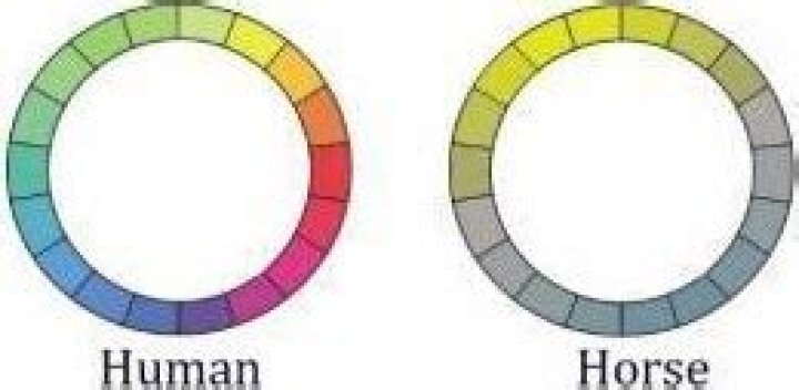 What Colours do horses see?