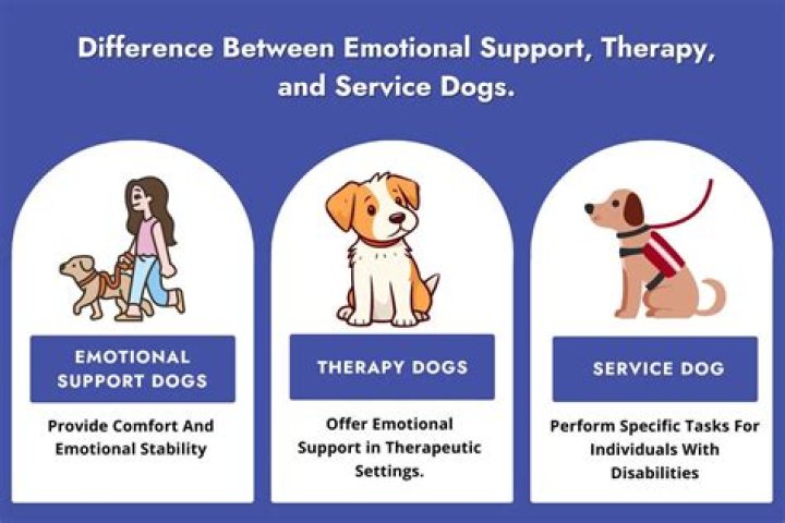 What commands does a therapy dog need to know?