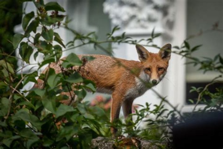 What damage do foxes cause?