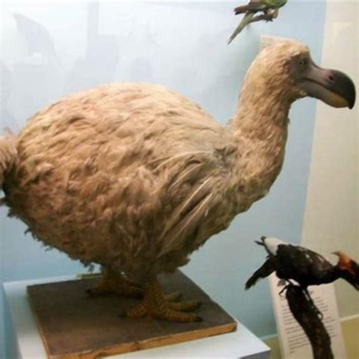 What did the dodo bird taste like?