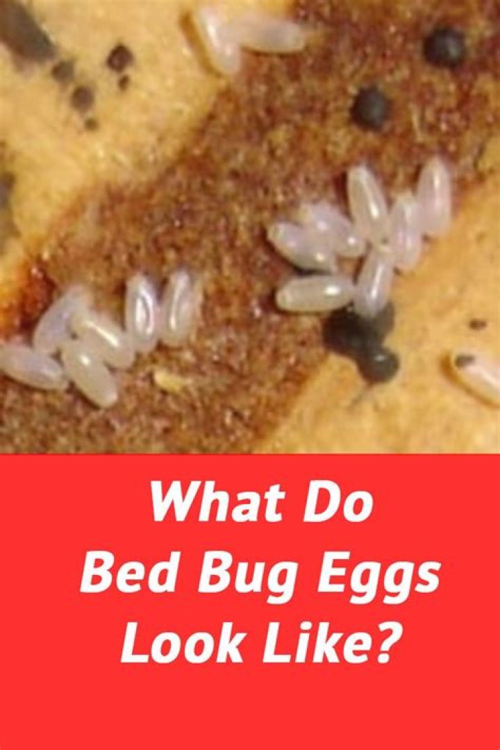What do bed bug eggs feel like?