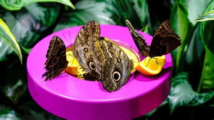 What do butterflies do all day?