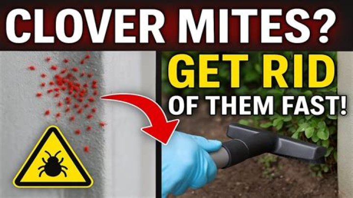 What do clover mites hate?