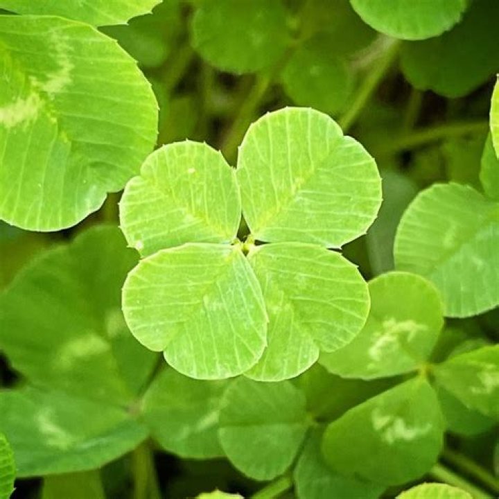 What do clovers taste like?