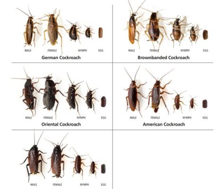 What do cockroaches do during the day?