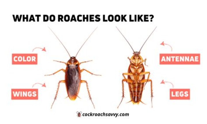 What do dead roaches look like?