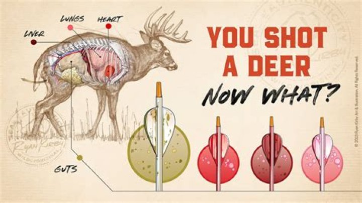 What do deer do during labor?