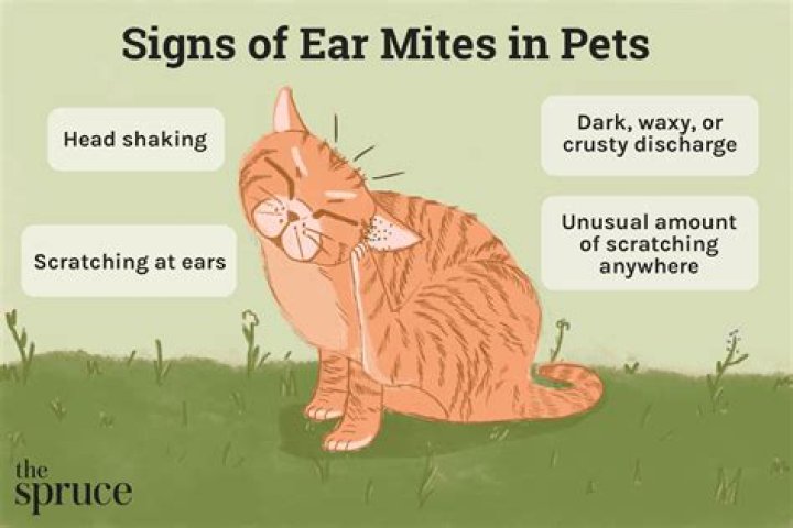 What do ear mites look like in cat's ears?