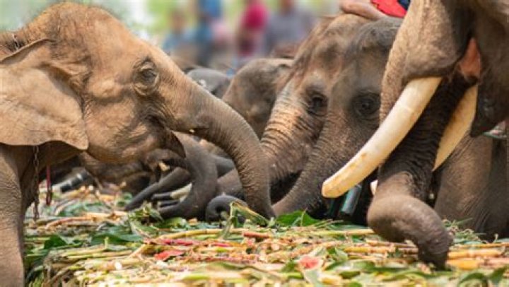 What do elephants taste like?