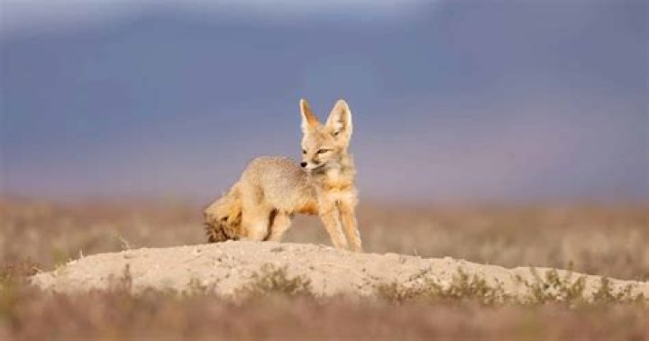 What do kit foxes look like?