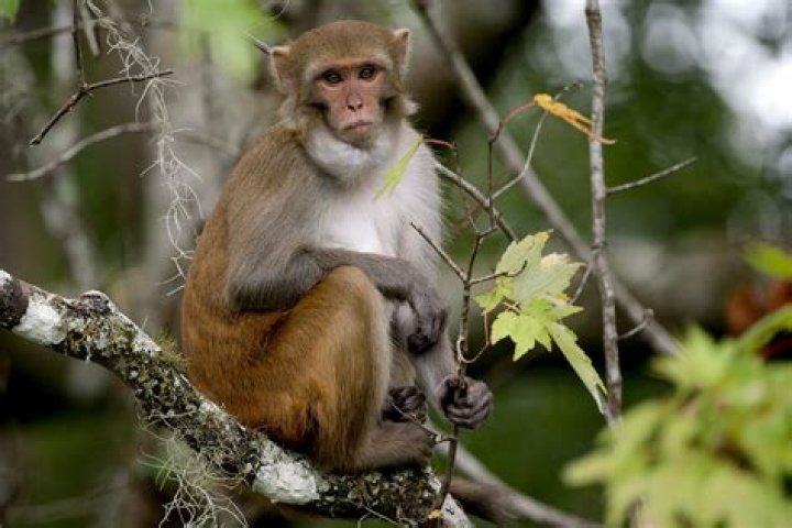 What do monkeys do with placenta?