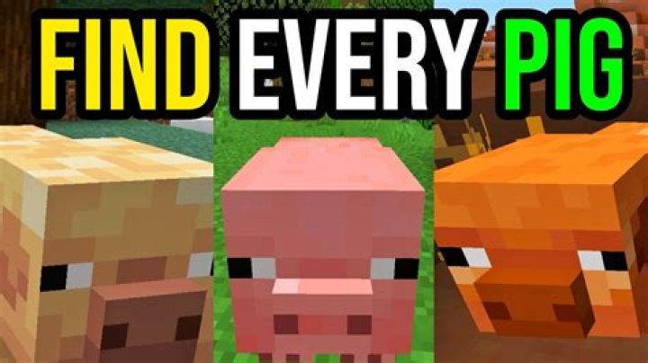What do pigs like to play with?