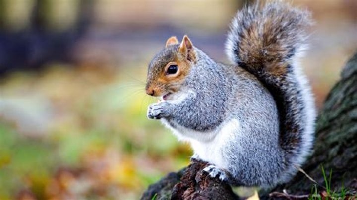 What do squirrels like?