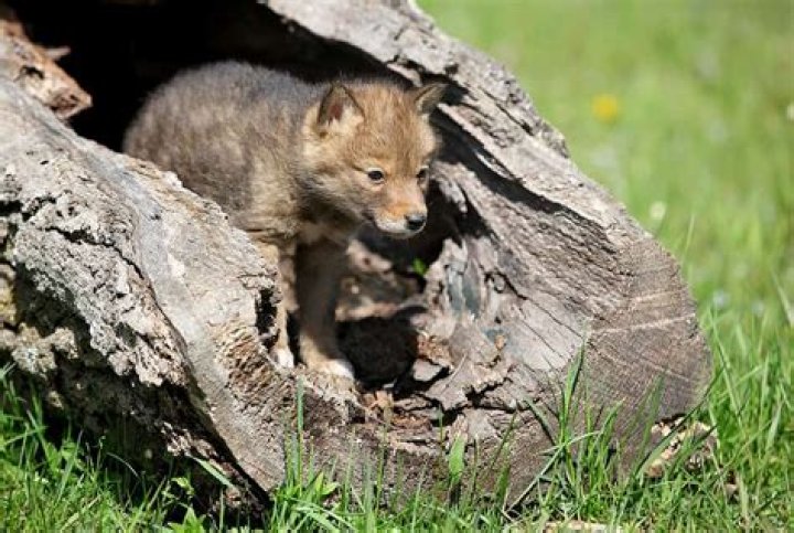 What do you do with an abandoned coyote pup?