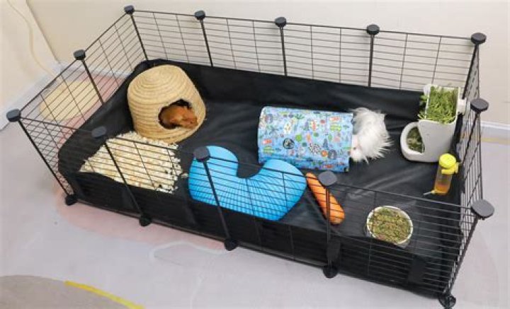 What do you put on the bottom of a guinea pig cage?