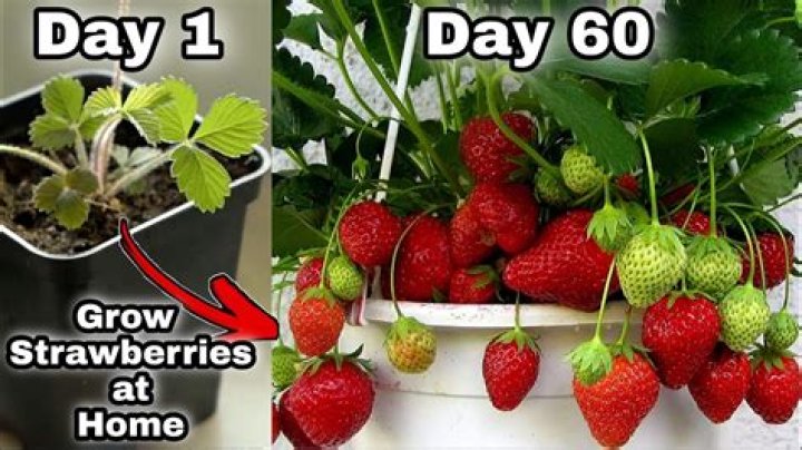 What do you rotate after strawberries?