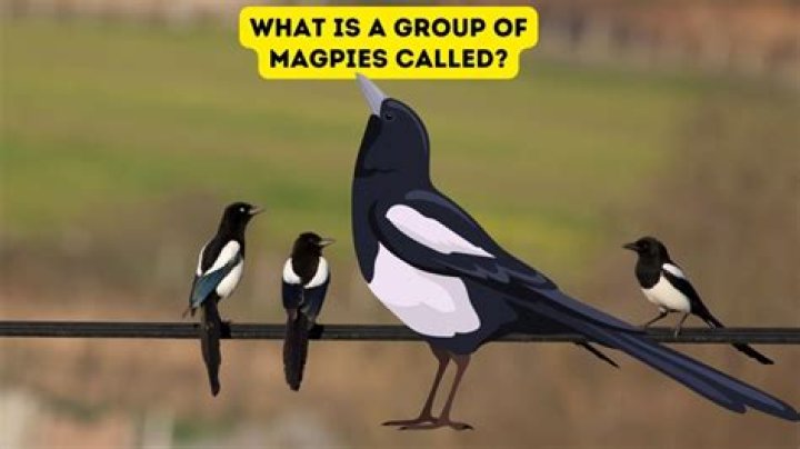 What does 3 for a girl mean magpies?