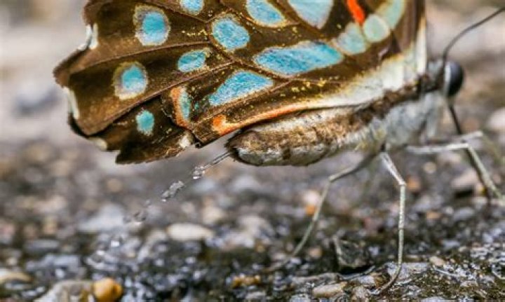 What does a butterfly poop look like?