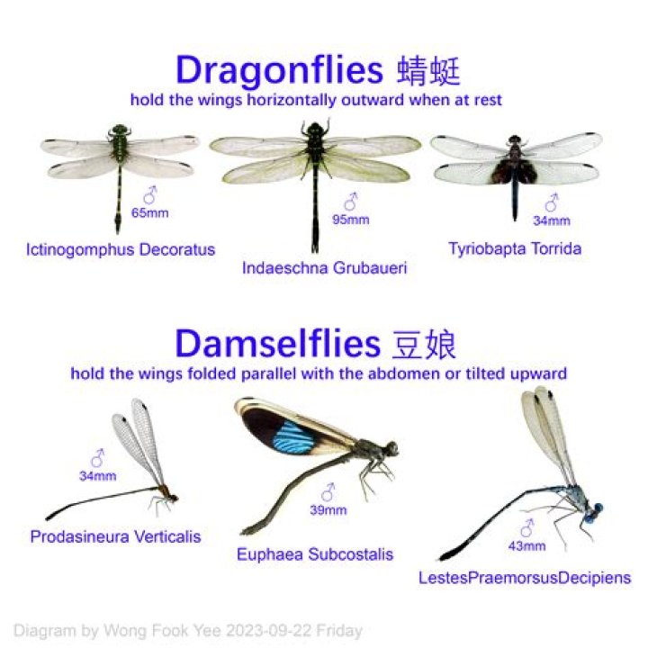 What does a lot of dragonflies mean?
