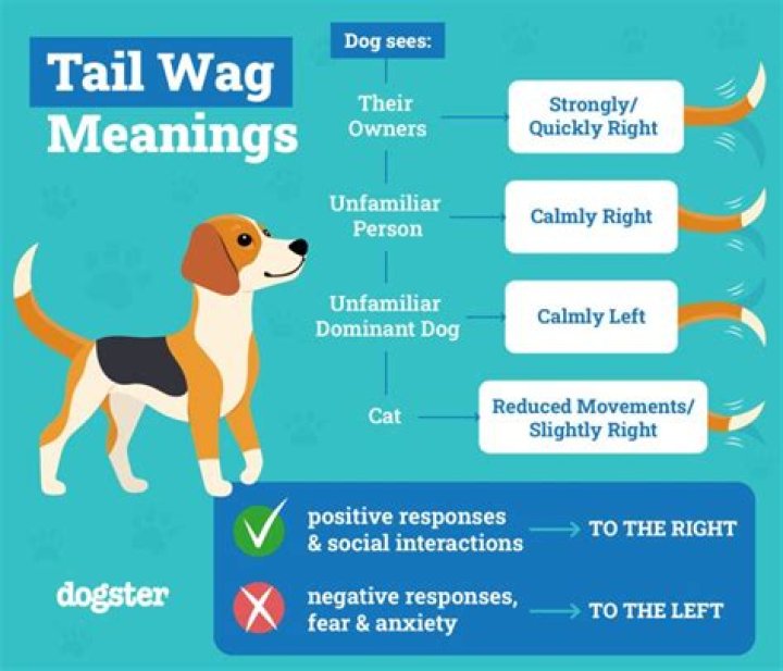 What does a pig wagging tail mean?