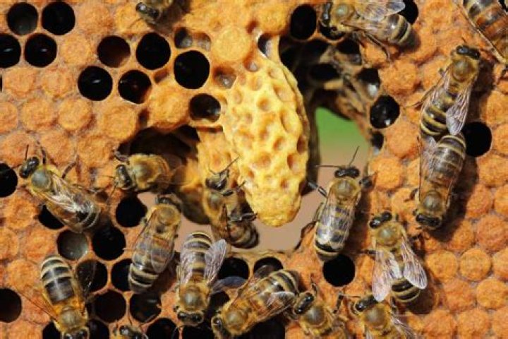 What does a Queenless colony look like Secret Life of bees?