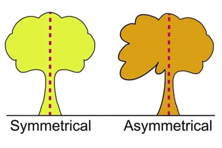 What does asymmetrical mean in art?
