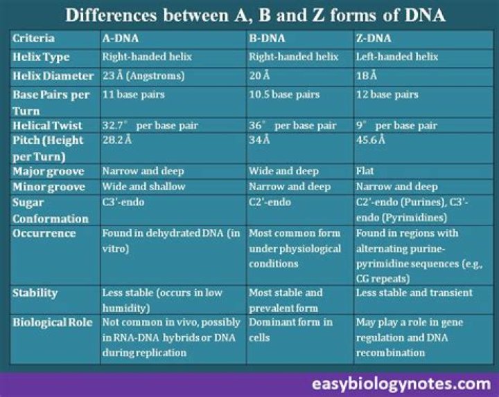 What does B-DNA and Z-DNA mean?