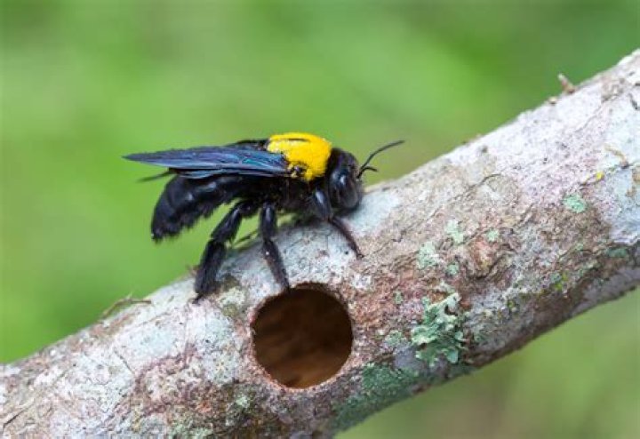 What does carpenter bees look like?