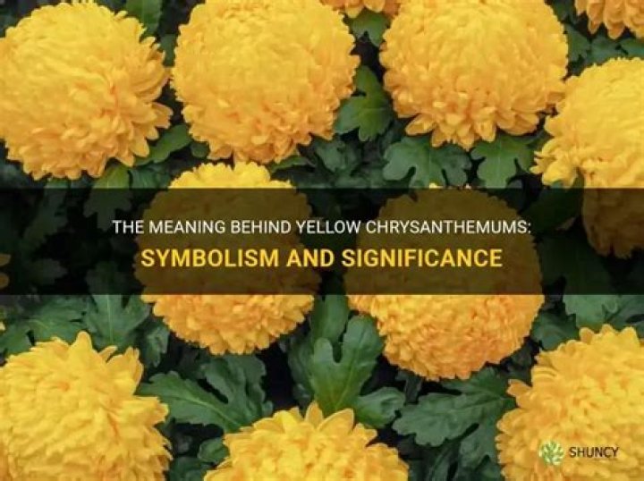 What does chrysanthemum symbolize?