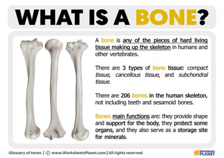 What does I have a bone to pick mean?