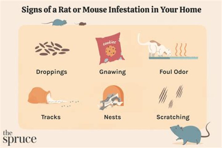What does it mean to rat something?