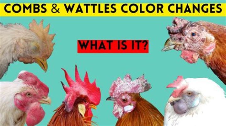 What does it mean when a chicken's comb turns black?
