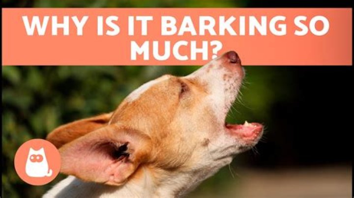 What does it mean when a dog barks at someone?