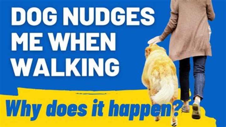 What does it mean when a dog nudges you with his nose?