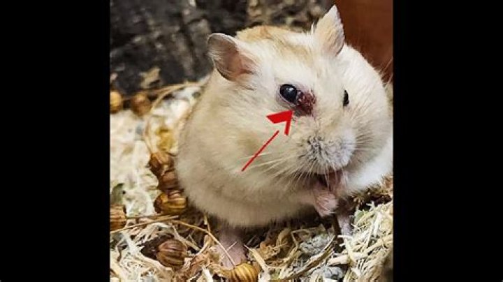 What does it mean when a hamster stretches?