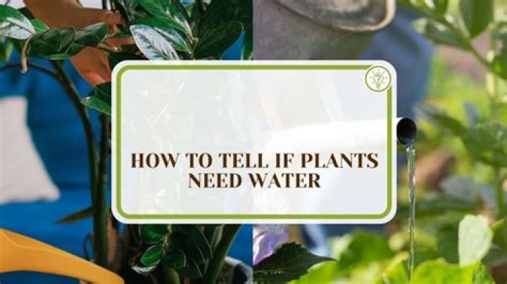 What does it mean when a plant needs full sun?