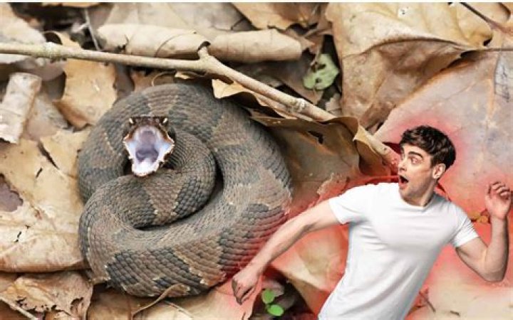 What does it mean when a snake is curled up?
