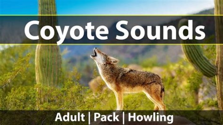 What does it mean when you hear a coyote howl?