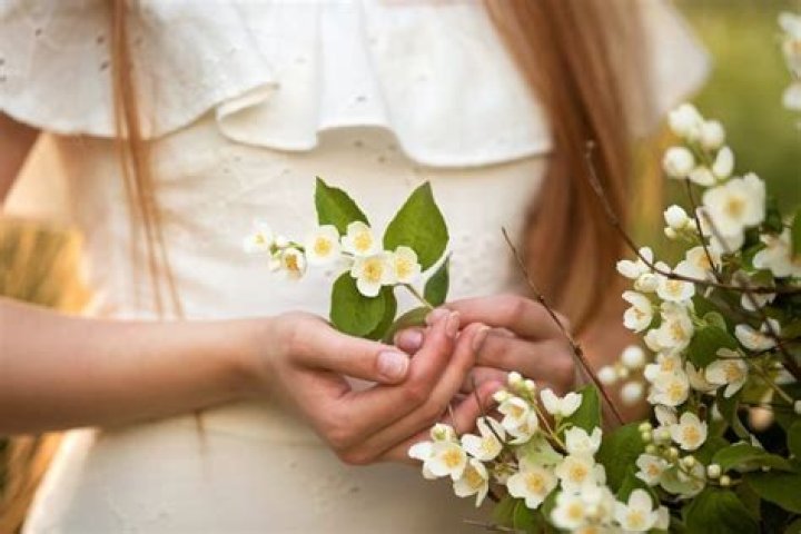 What does Jasmine symbolize?