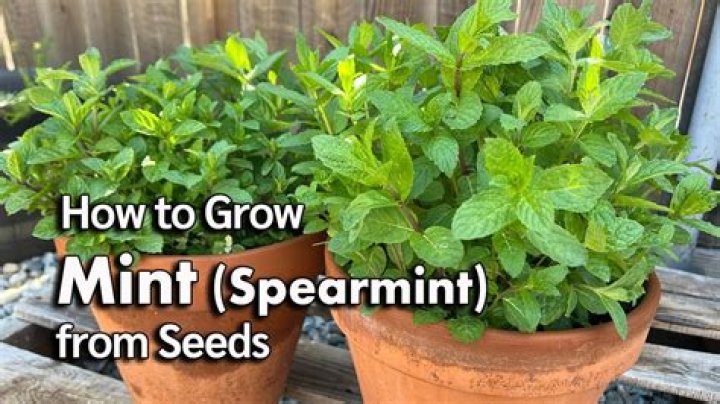 What does Mint do for horses?