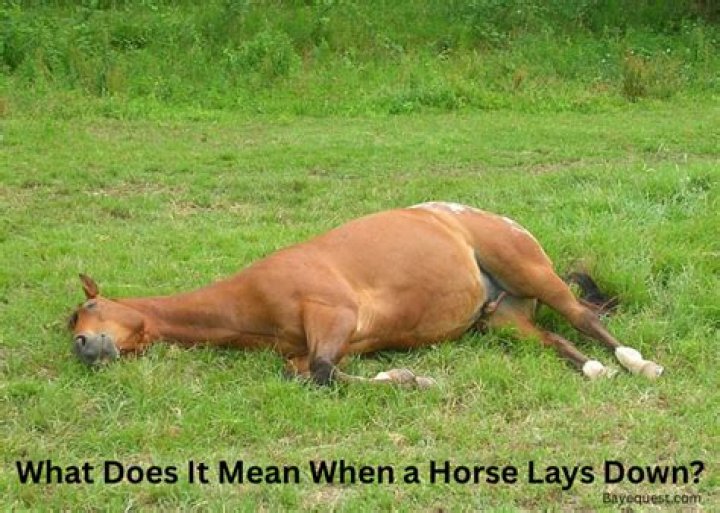 What does rubbing down a horse mean?