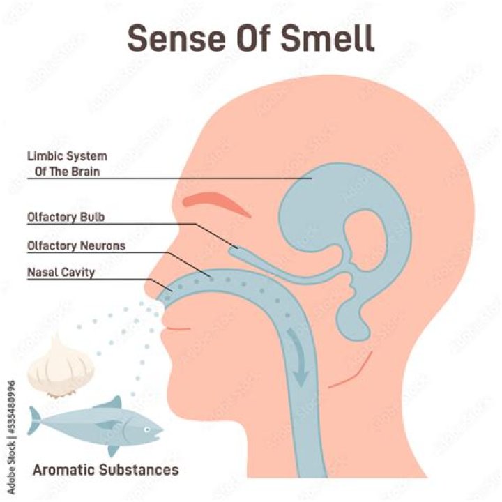 What does sinus breath smell like?