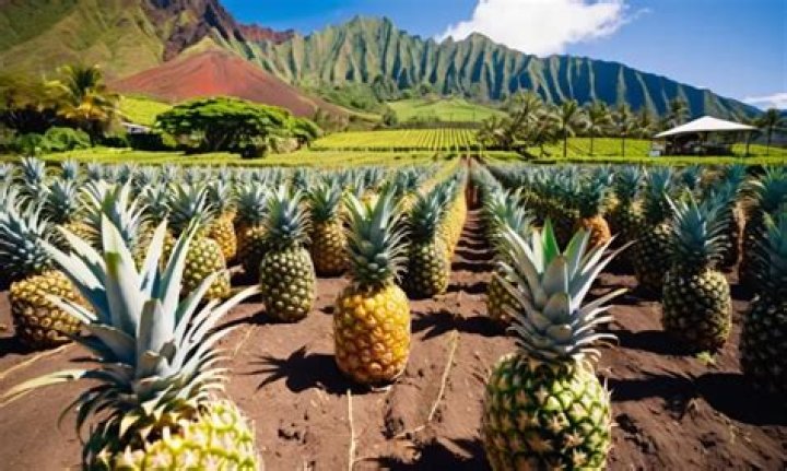 What does Te Fiti mean in Hawaiian?
