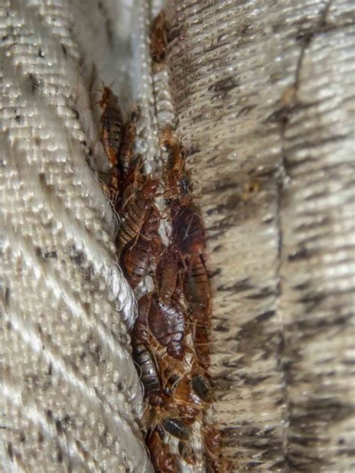 What does the larvae of bed bugs look like?