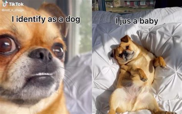 What does the name Coco mean for a dog?