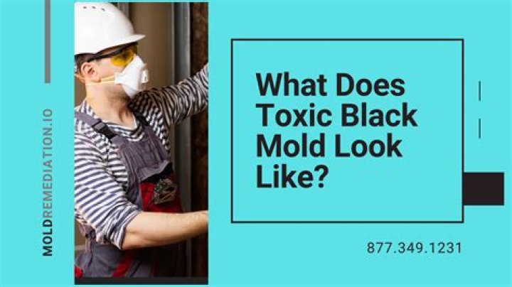 What does toxic black mold look like?