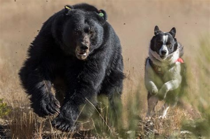 What dog hunts bears?