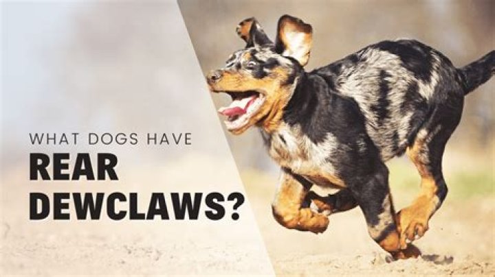 What dogs don't like that humans do?